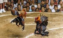 main sabung ayam online