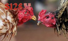 Agen Judi Sabung Ayam S128