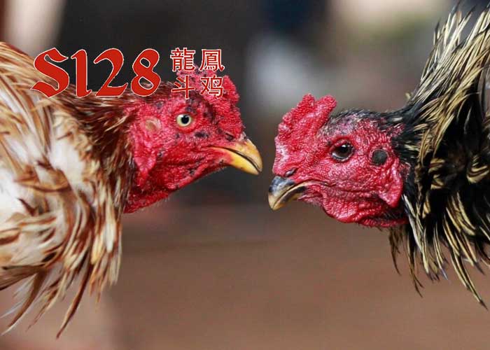 Agen Judi Sabung Ayam S128